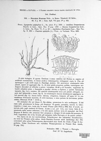 Puccinia poarum image